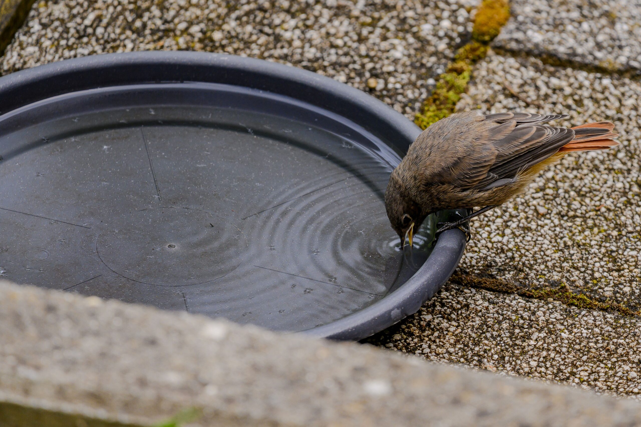Vogeltraenke_Schale_Naturerhalt.