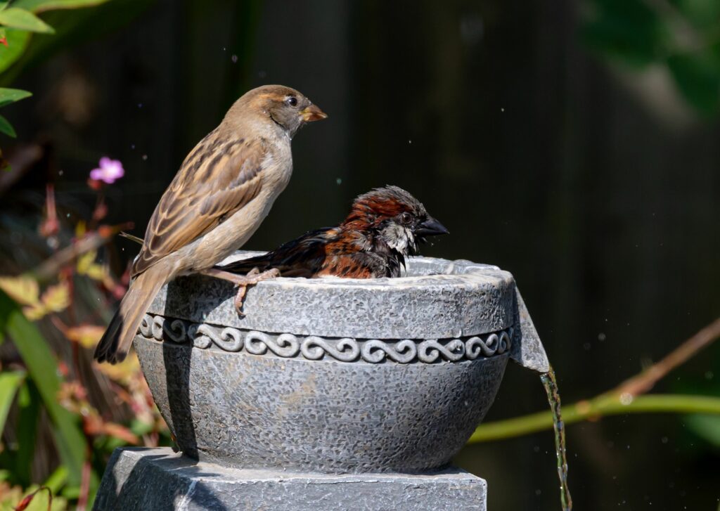 Vogeltraenke_Steinschale
